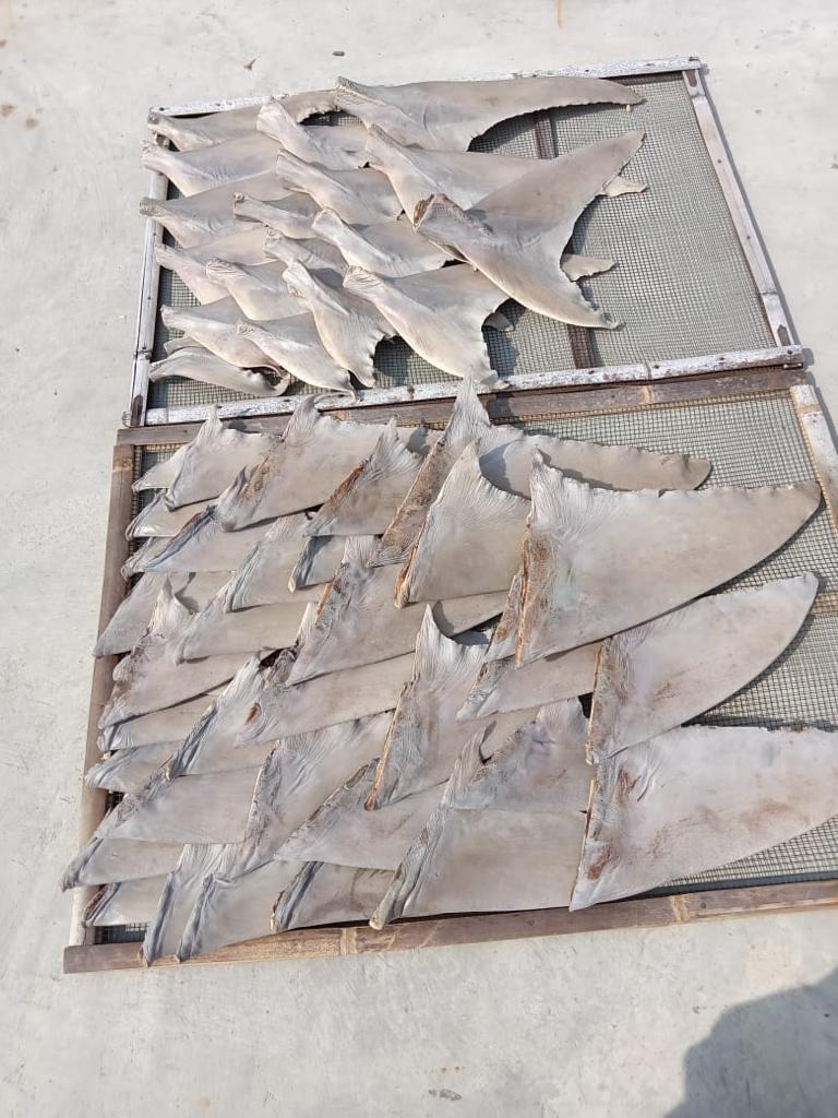 DRIED RAW SHARK FIN PUTIHAN