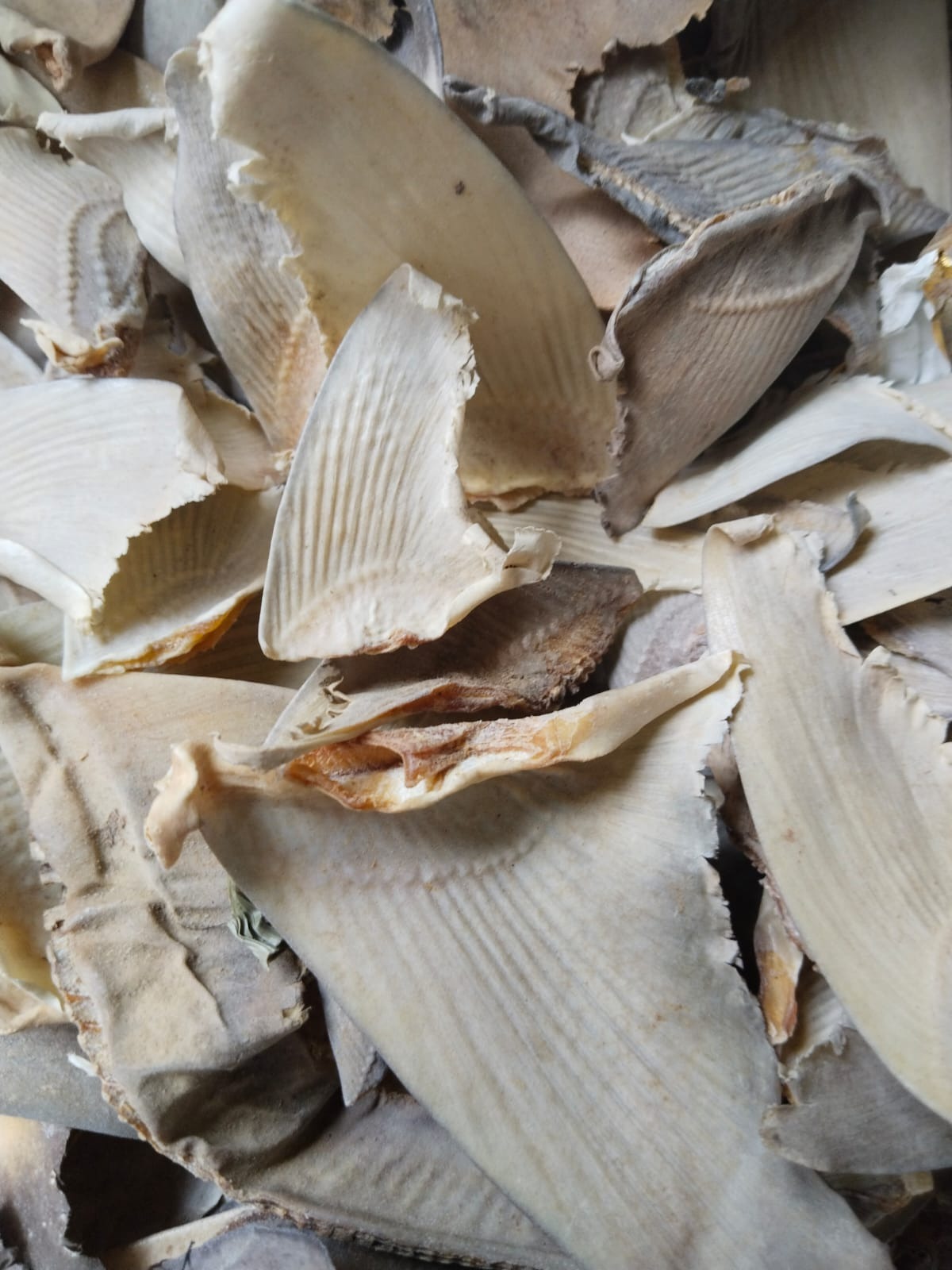 DRIED RAW SHARK FIN  PLEN 