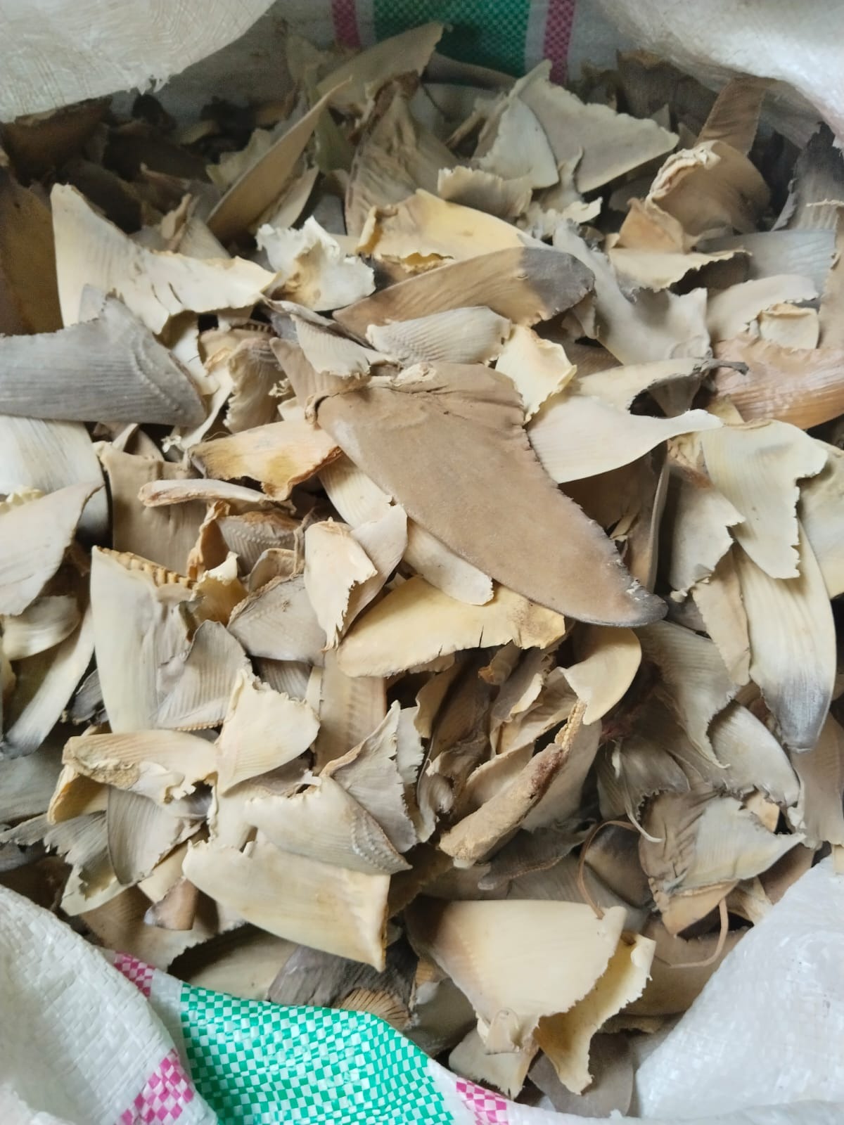 DRIED RAW SHARK FIN  PLEN 