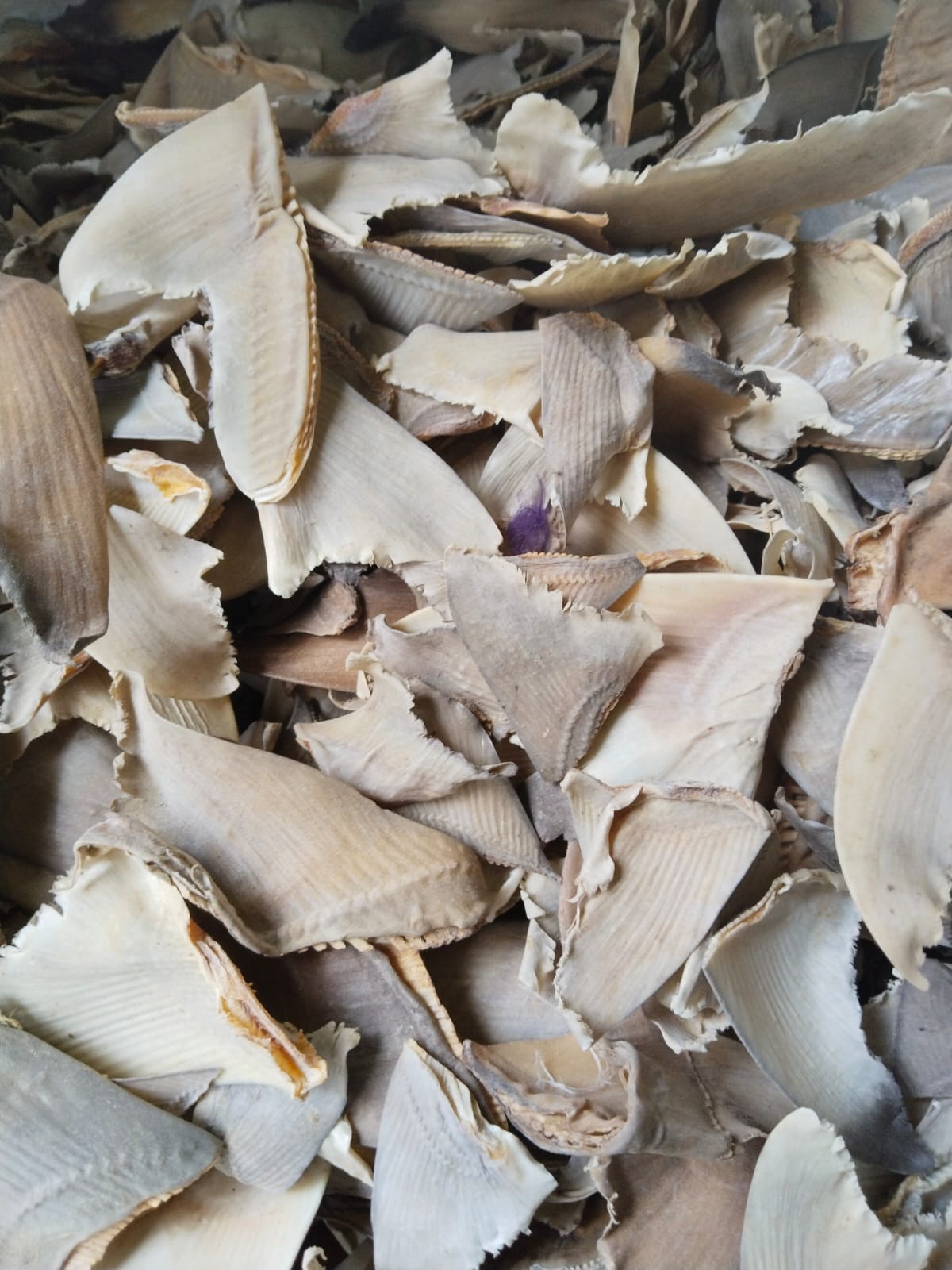 DRIED RAW SHARK FIN  PLEN 