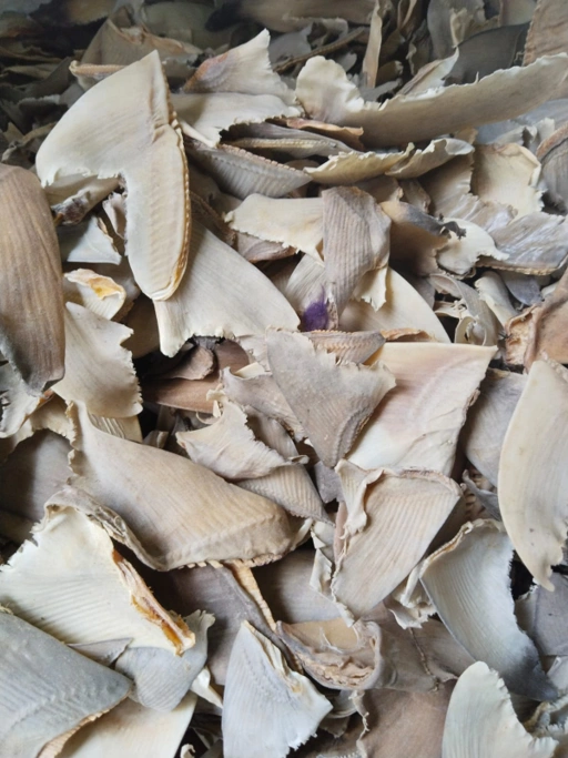 DRIED RAW SHARK FIN  PLEN 