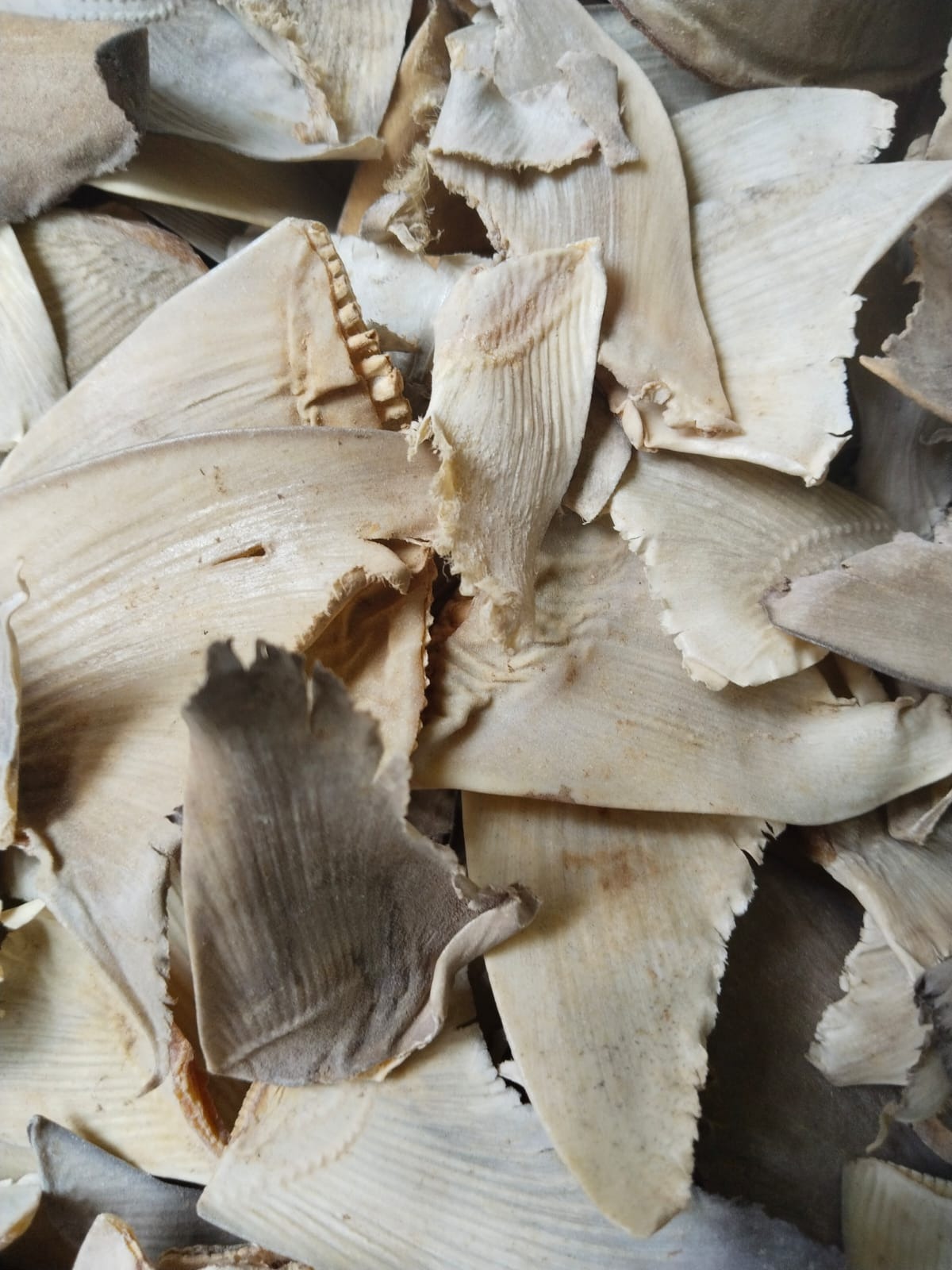 DRIED RAW SHARK FIN  PLEN 