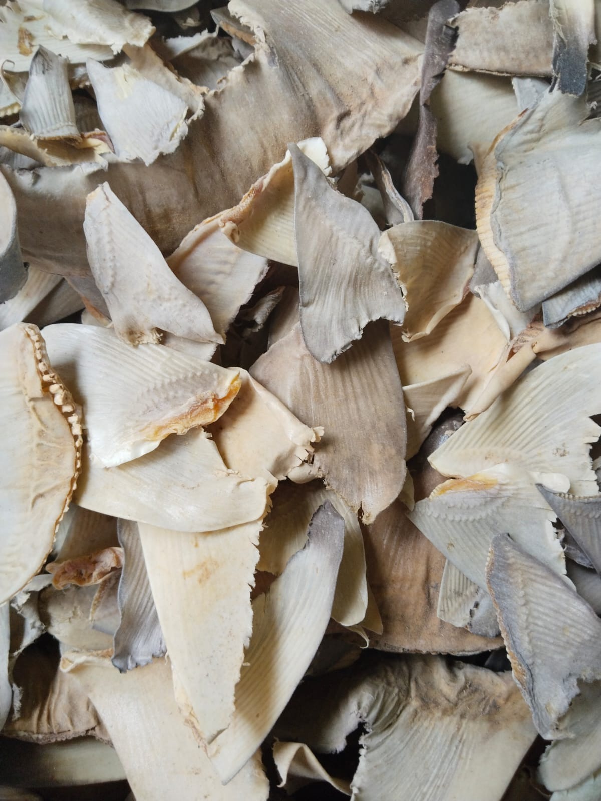 DRIED RAW SHARK FIN  PLEN 