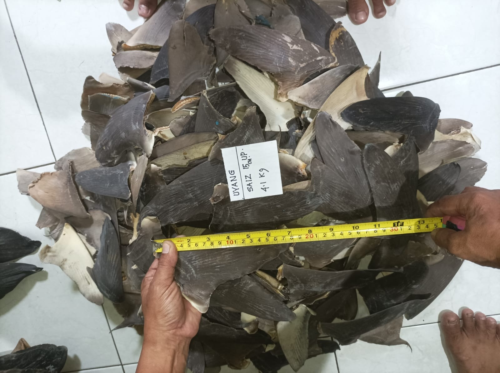DRIED SHARK FIN RAW 
