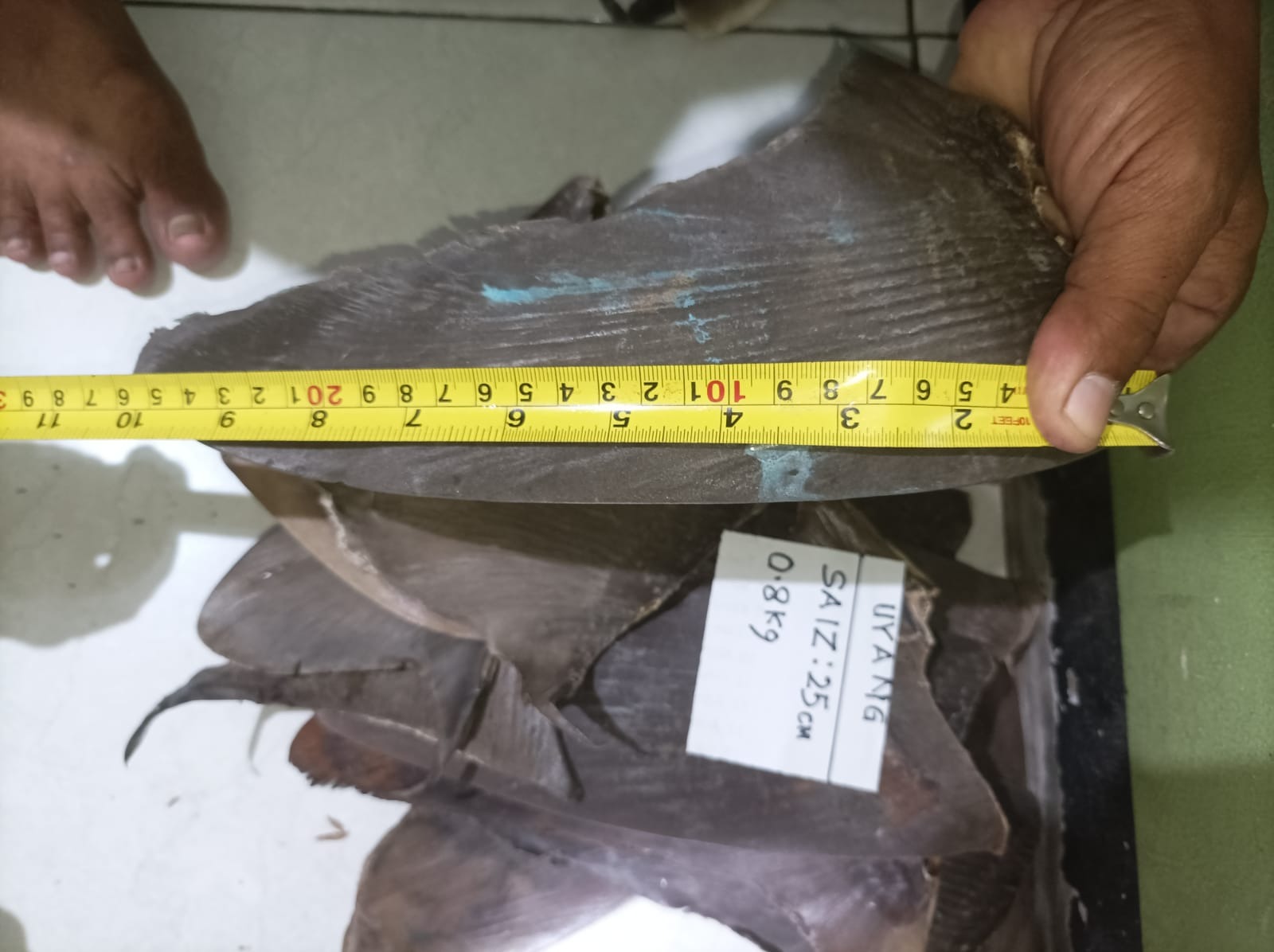 DRIED SHARK FIN RAW 