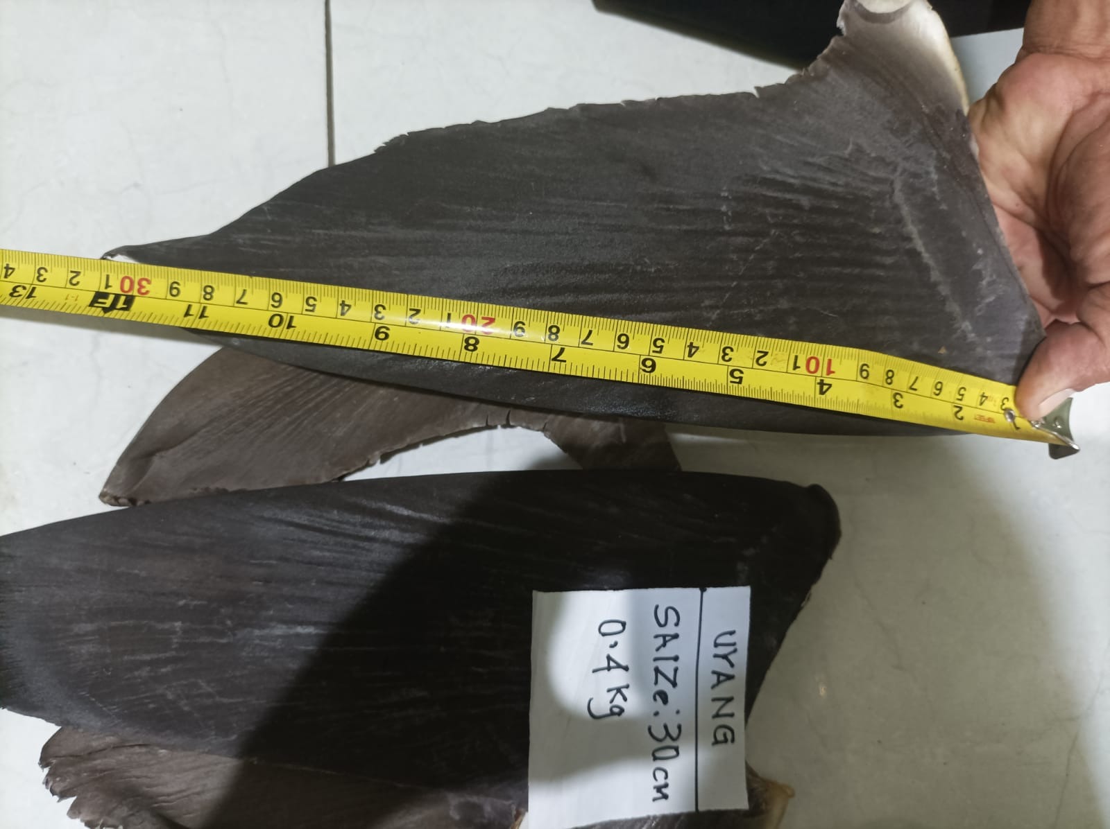 DRIED SHARK FIN RAW 