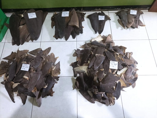 DRIED SHARK FIN RAW 