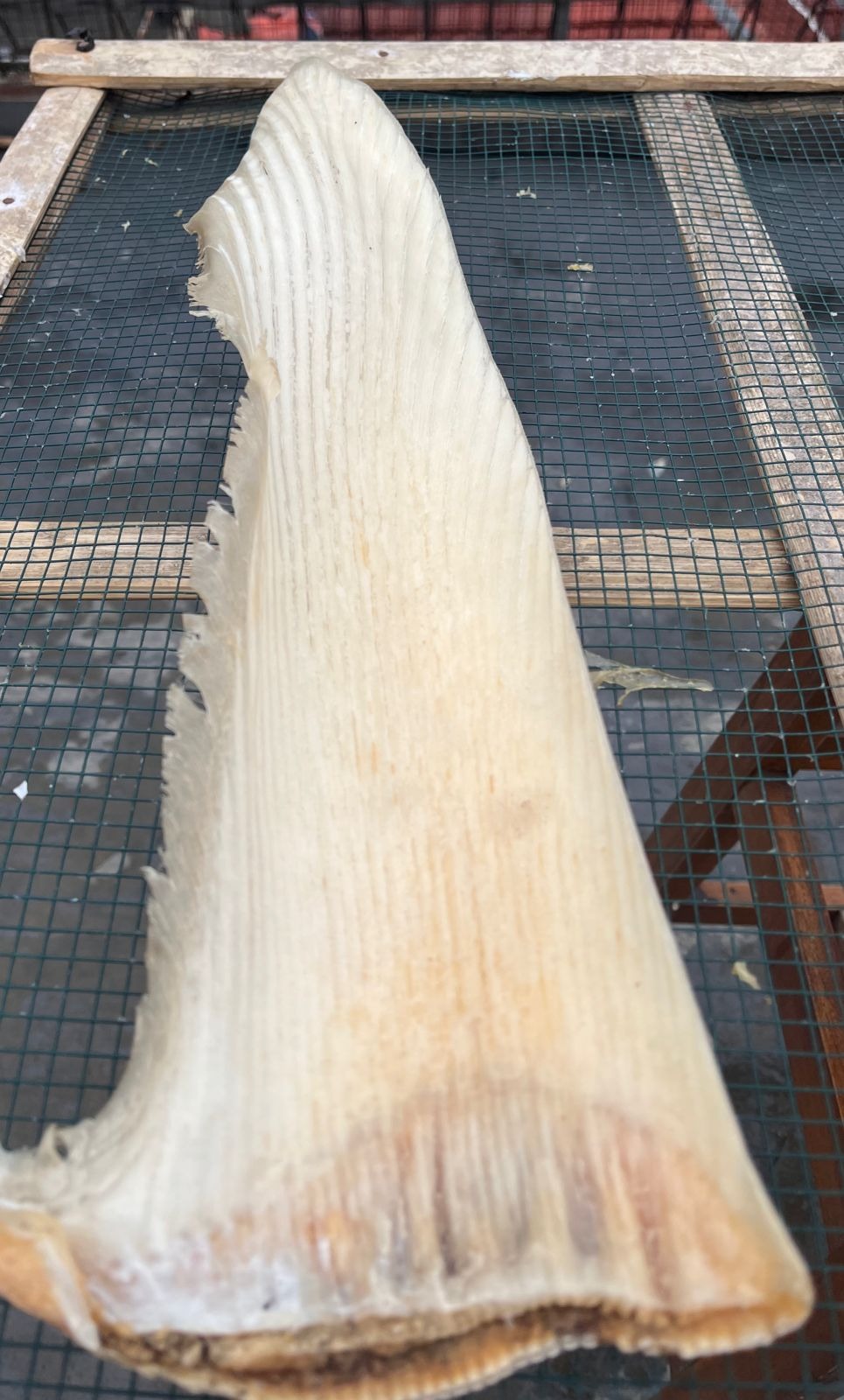 DRIED SHARK FIN PROCESSED PECTORAL FIN
