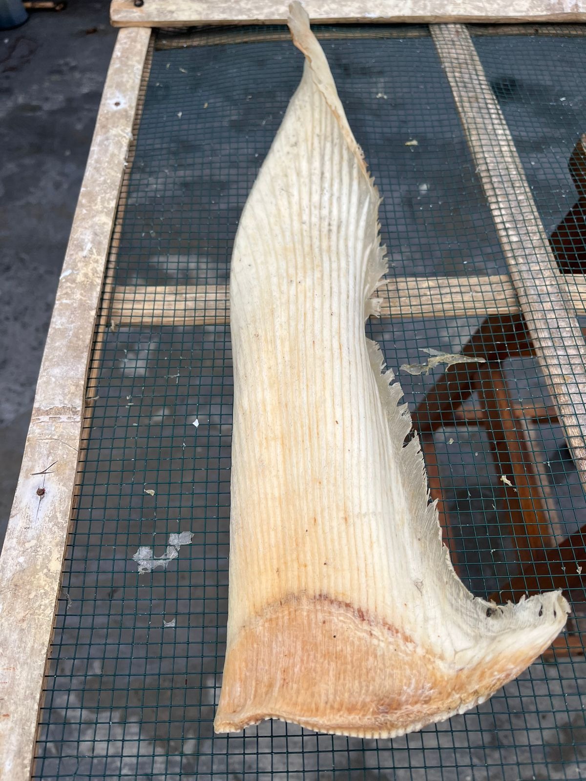 DRIED SHARK FIN PROCESSED PECTORAL FIN