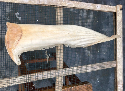  DRIED SHARK FIN PROCESSED PECTORAL FIN