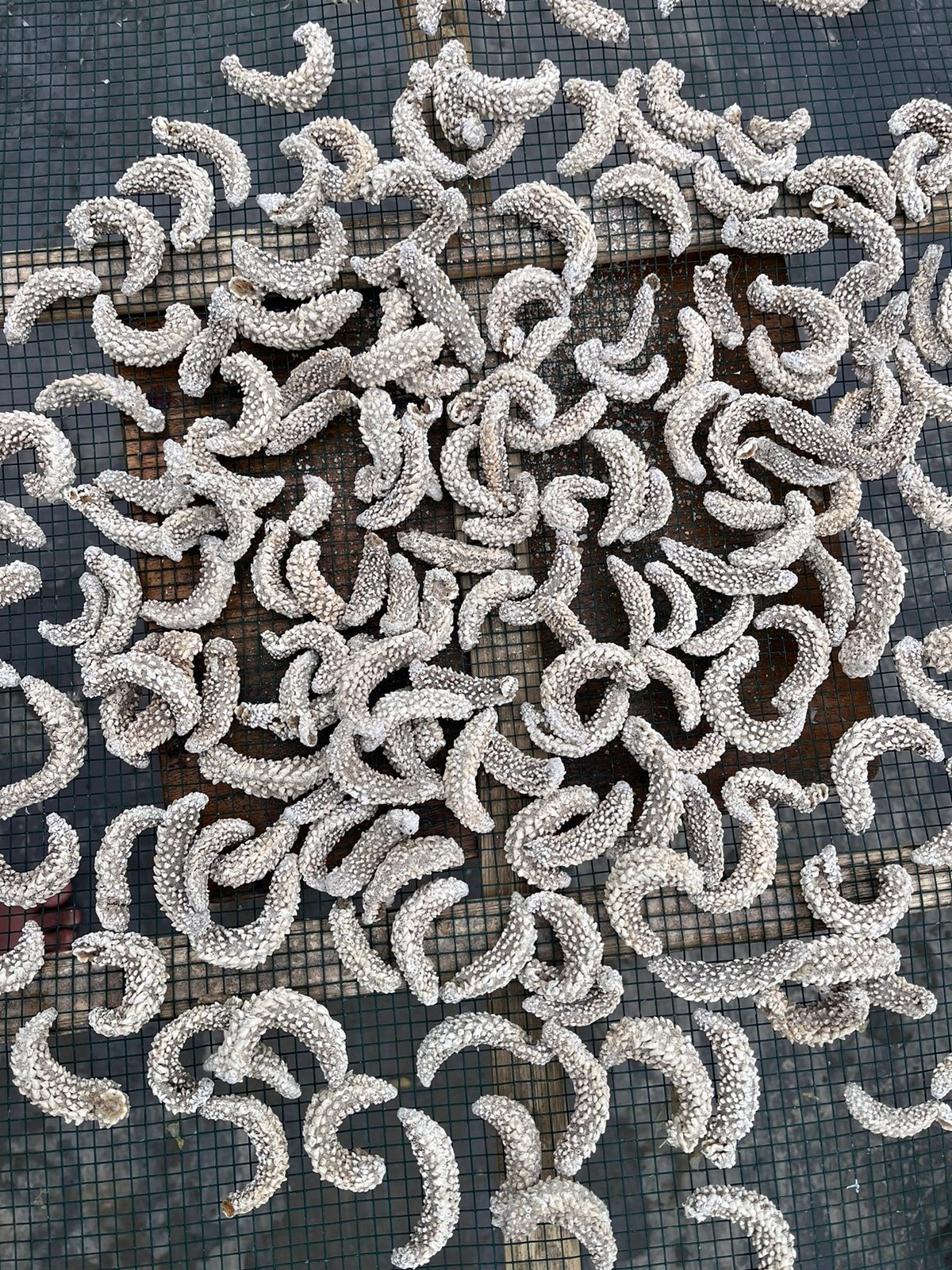 DRIED SEA CUCUMBER PAREAN