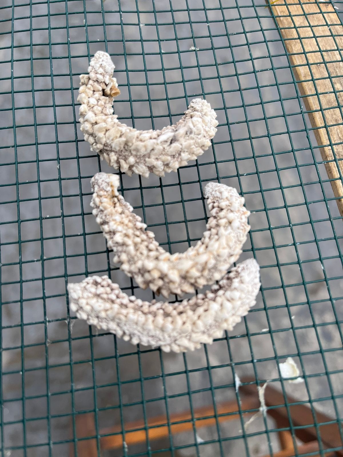DRIED SEA CUCUMBER PAREAN