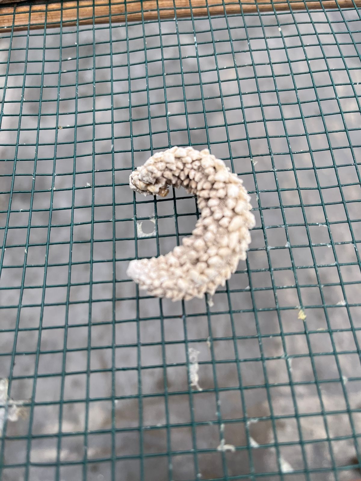 DRIED SEA CUCUMBER PAREAN