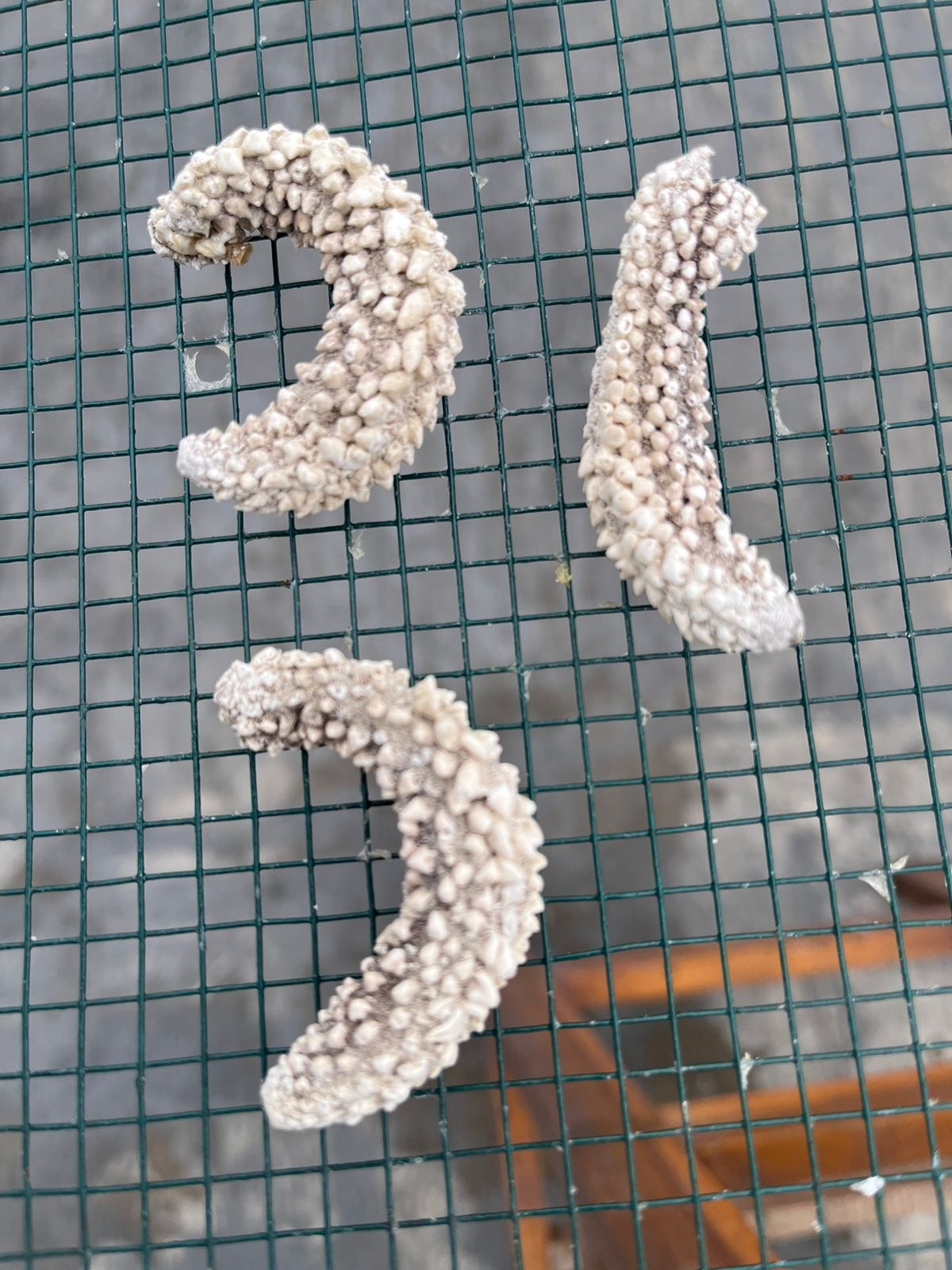 DRIED SEA CUCUMBER PAREAN