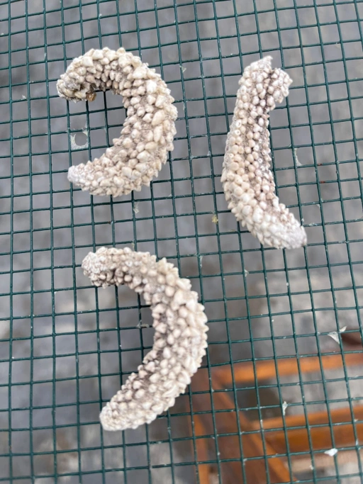DRIED SEA CUCUMBER PAREAN