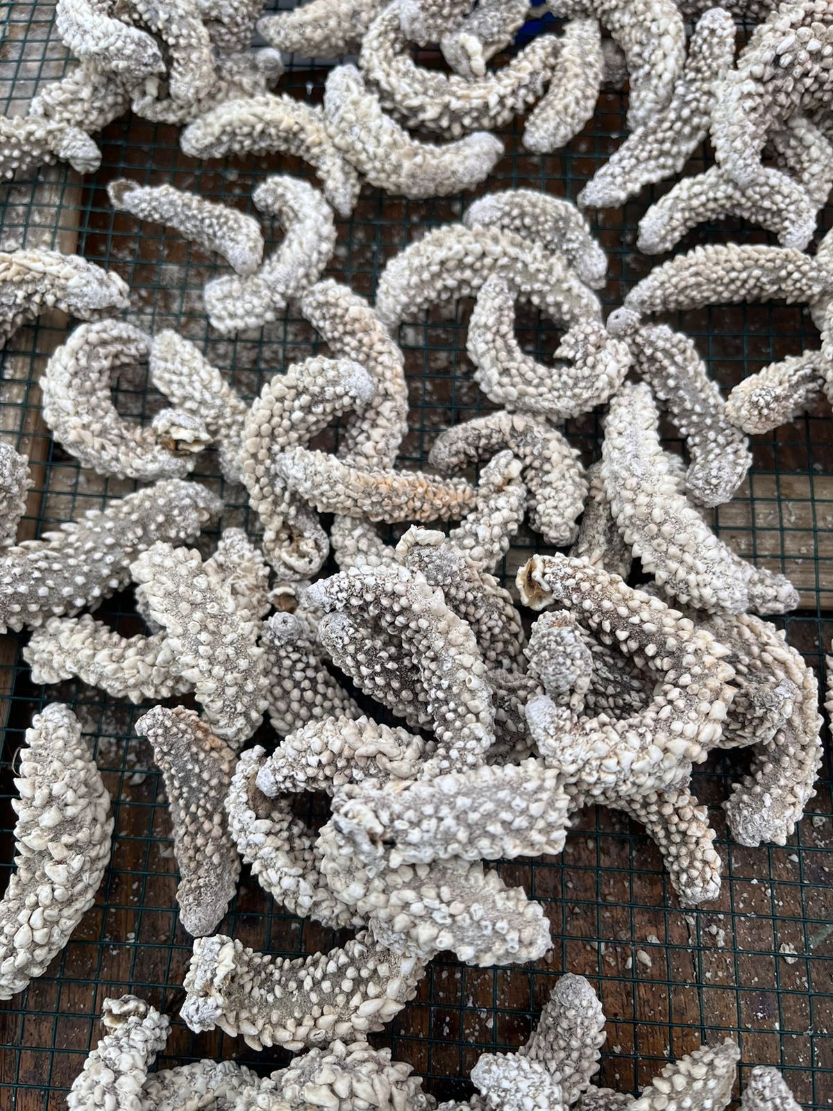 DRIED SEA CUCUMBER PAREAN