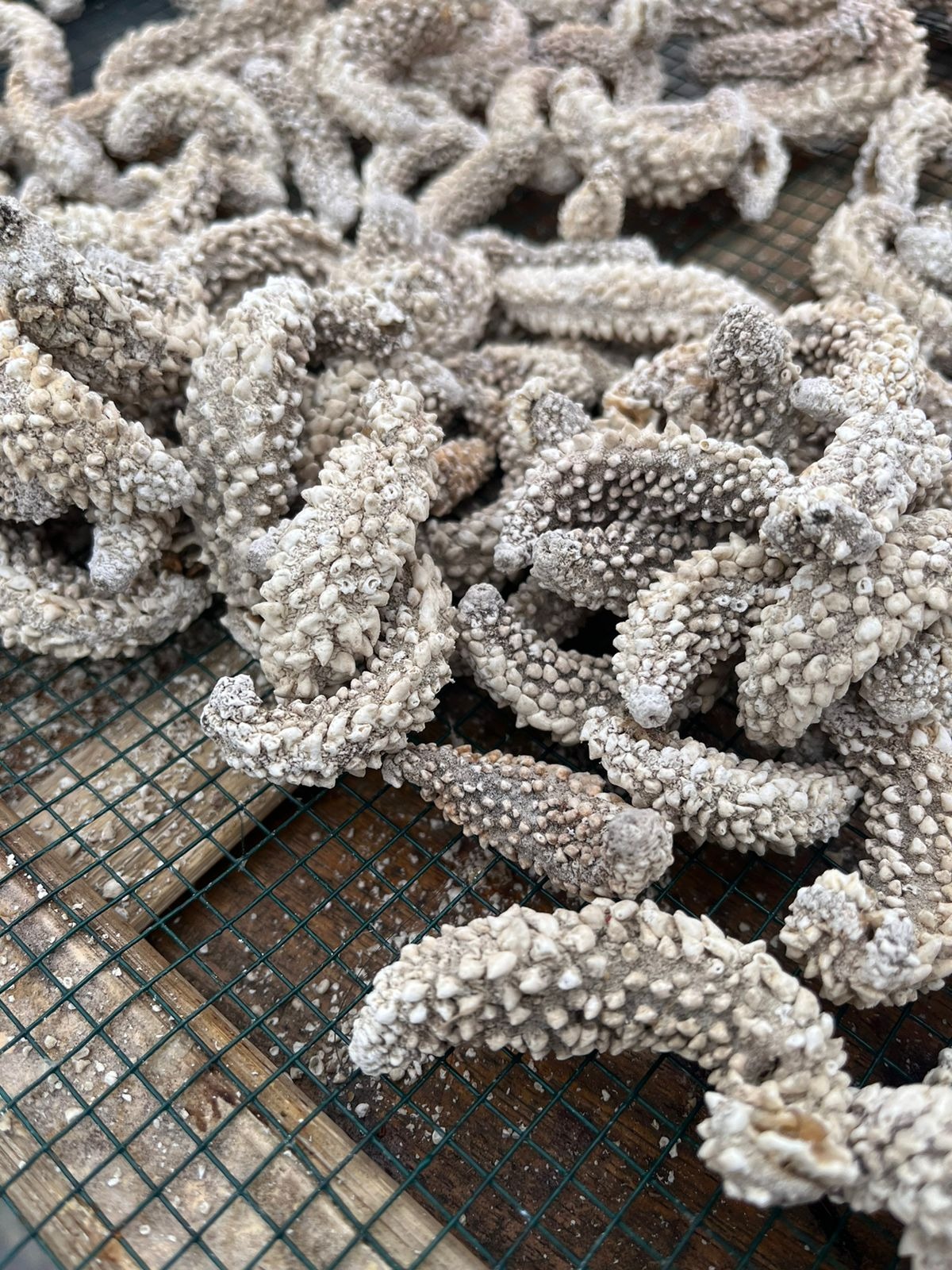 DRIED SEA CUCUMBER PAREAN