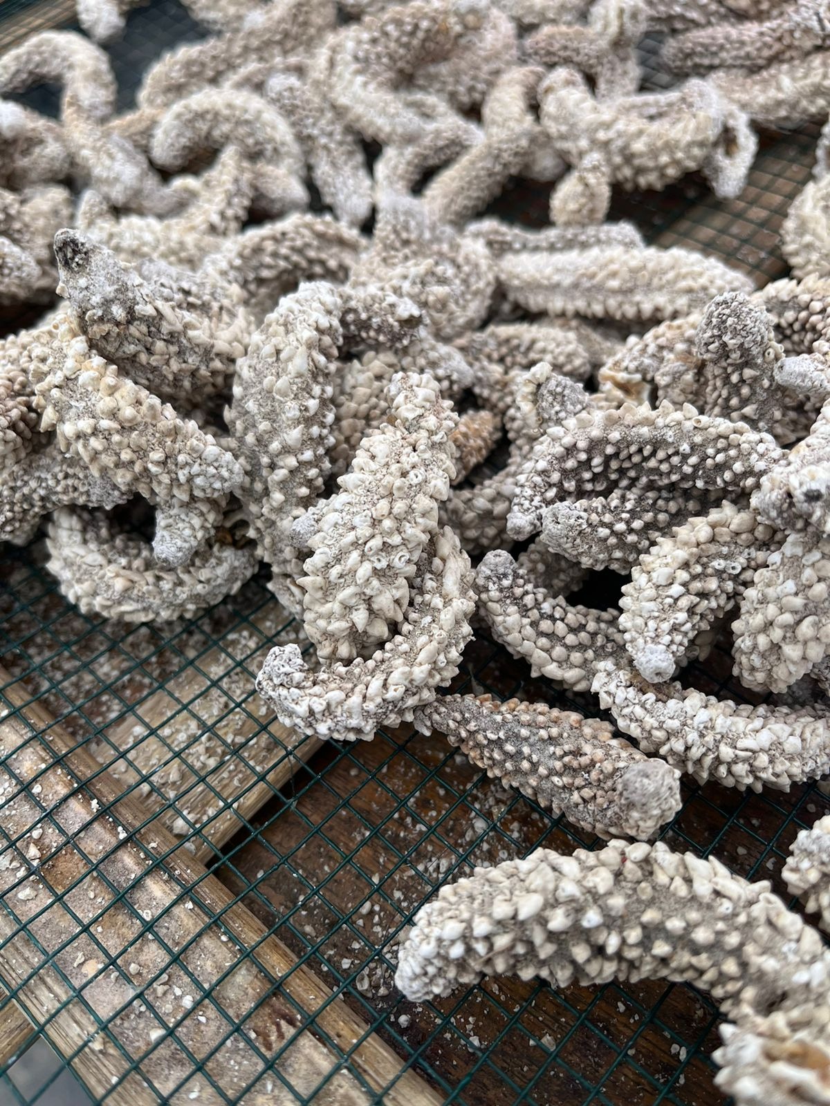 DRIED SEA CUCUMBER PAREAN