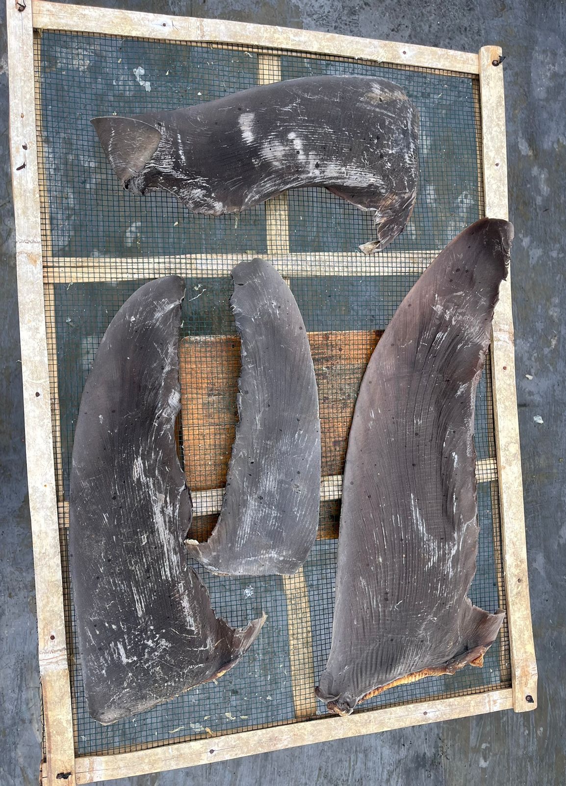 DRIED RAW  SHARK FIN PECTORAL FIN