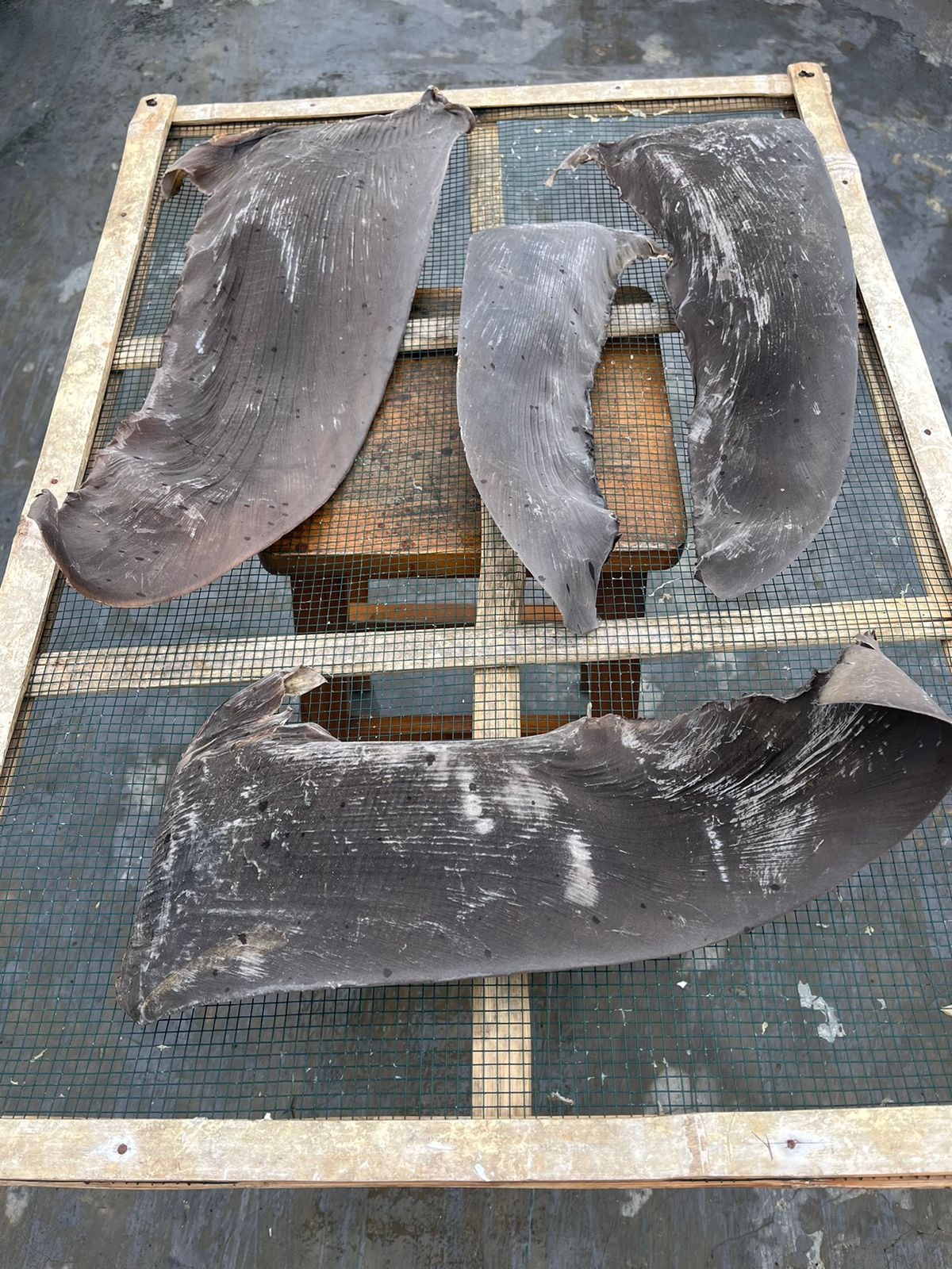DRIED RAW  SHARK FIN PECTORAL FIN