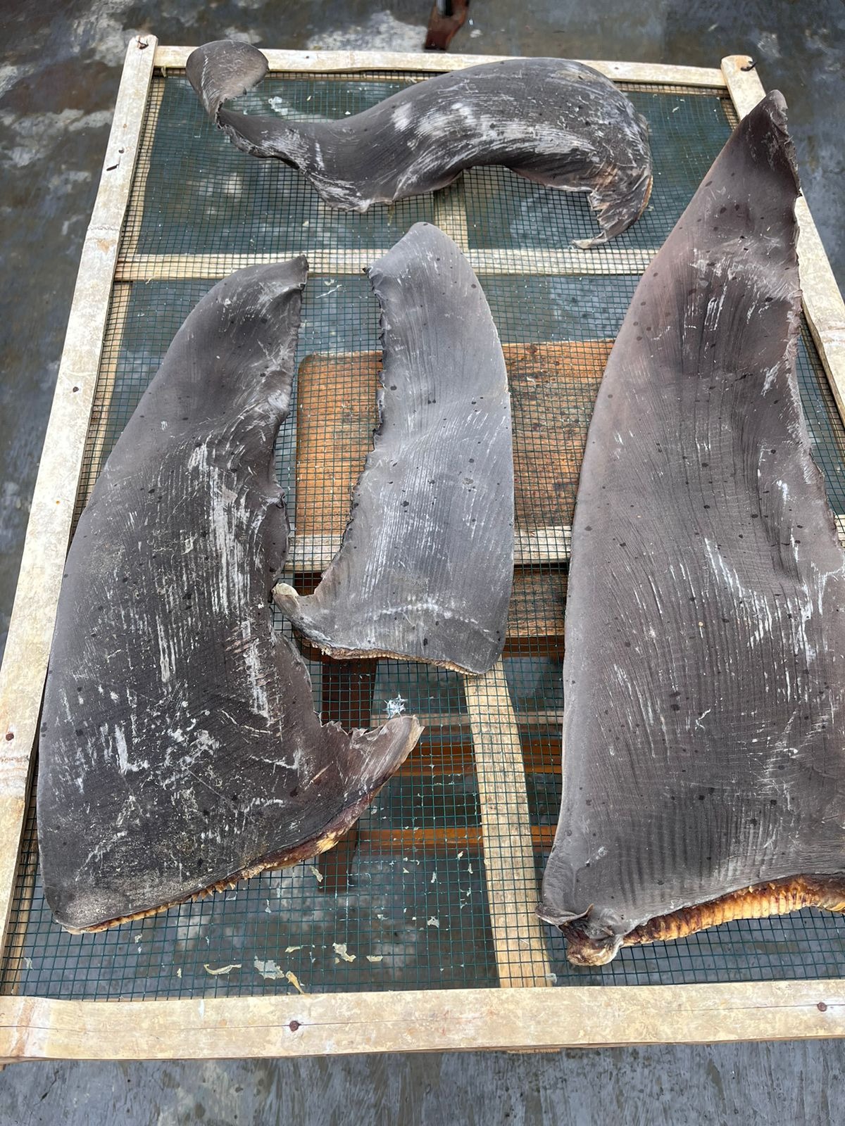 DRIED RAW  SHARK FIN PECTORAL FIN