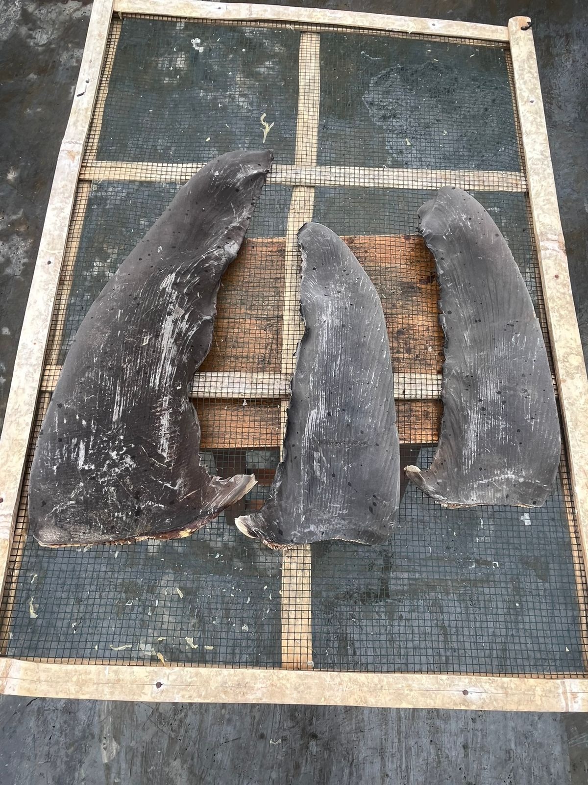 DRIED RAW  SHARK FIN PECTORAL FIN