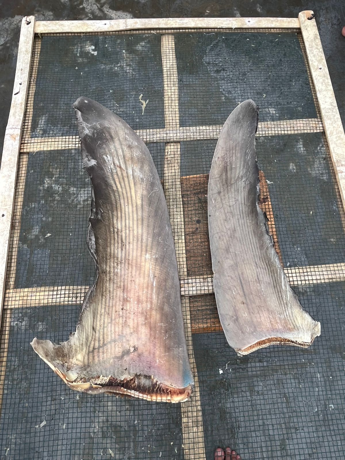 DRIED RAW  SHARK FIN PECTORAL FIN