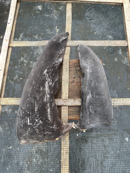DRIED RAW  SHARK FIN PECTORAL FIN
