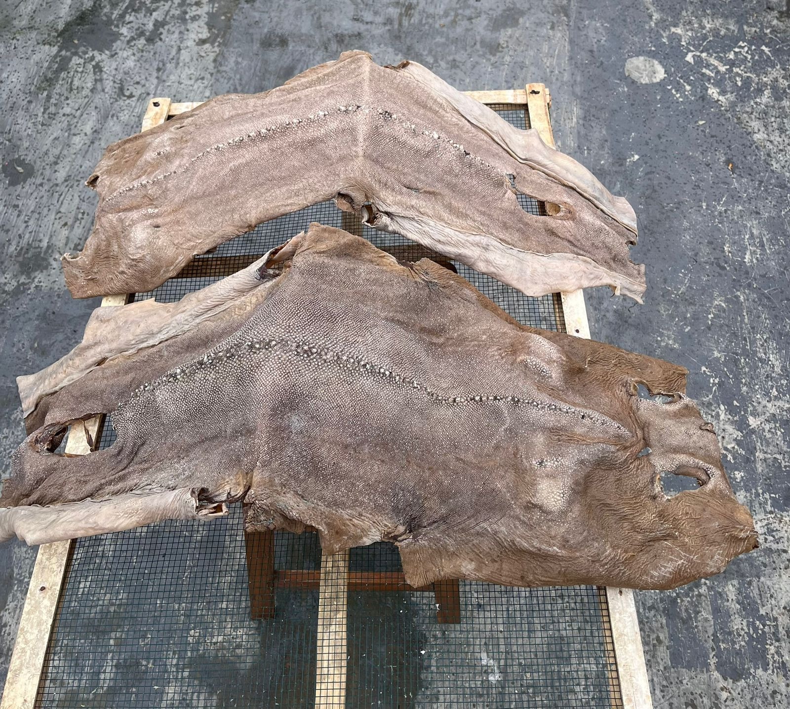 DRIED SHARK SKIN KIKIR