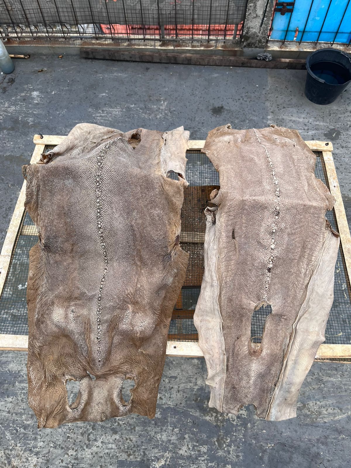 DRIED SHARK SKIN KIKIR