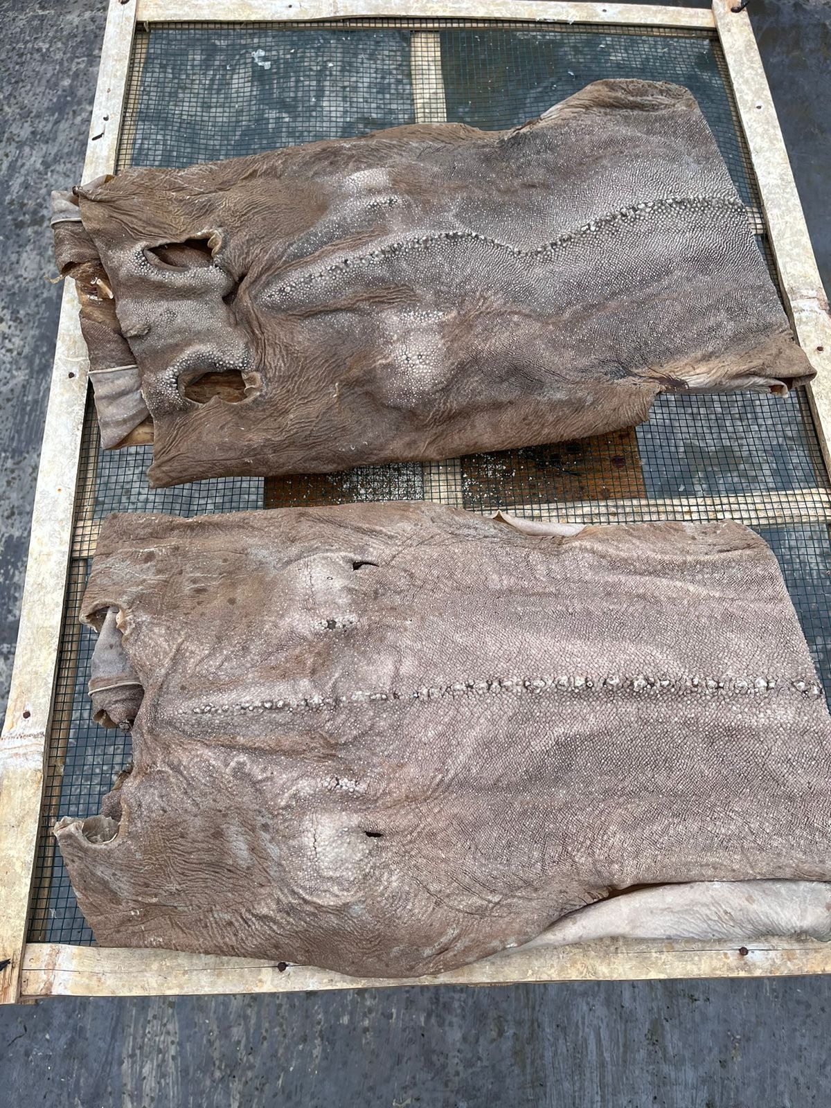 DRIED SHARK SKIN KIKIR