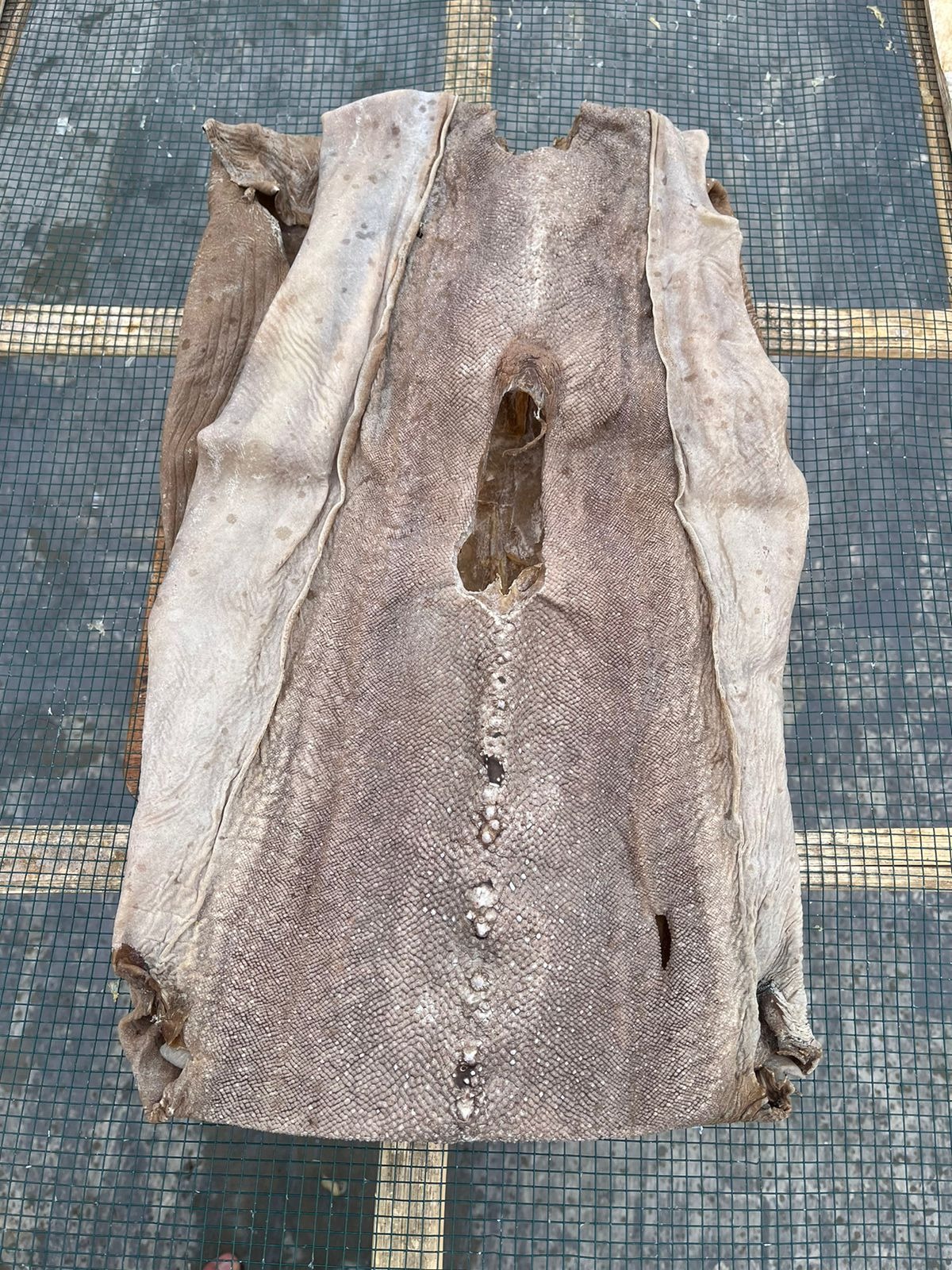 DRIED SHARK SKIN KIKIR