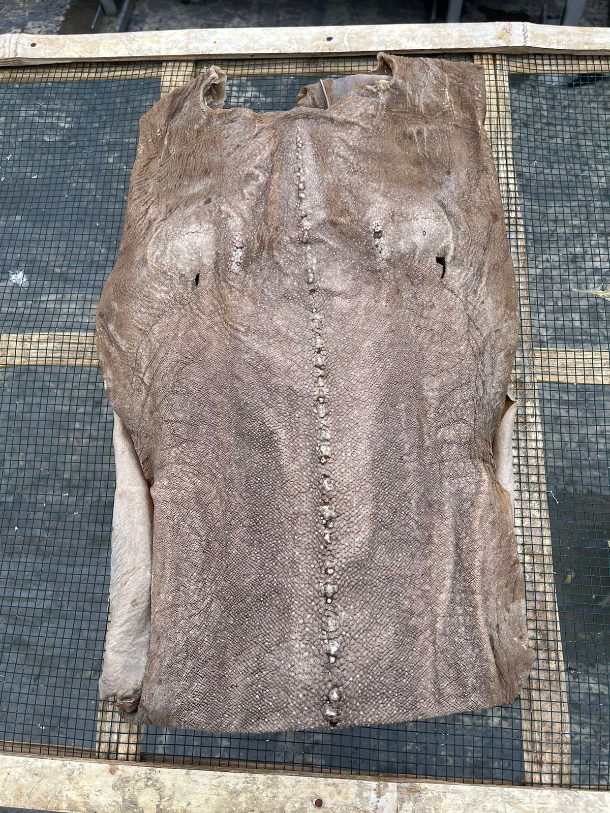 DRIED SHARK SKIN KIKIR