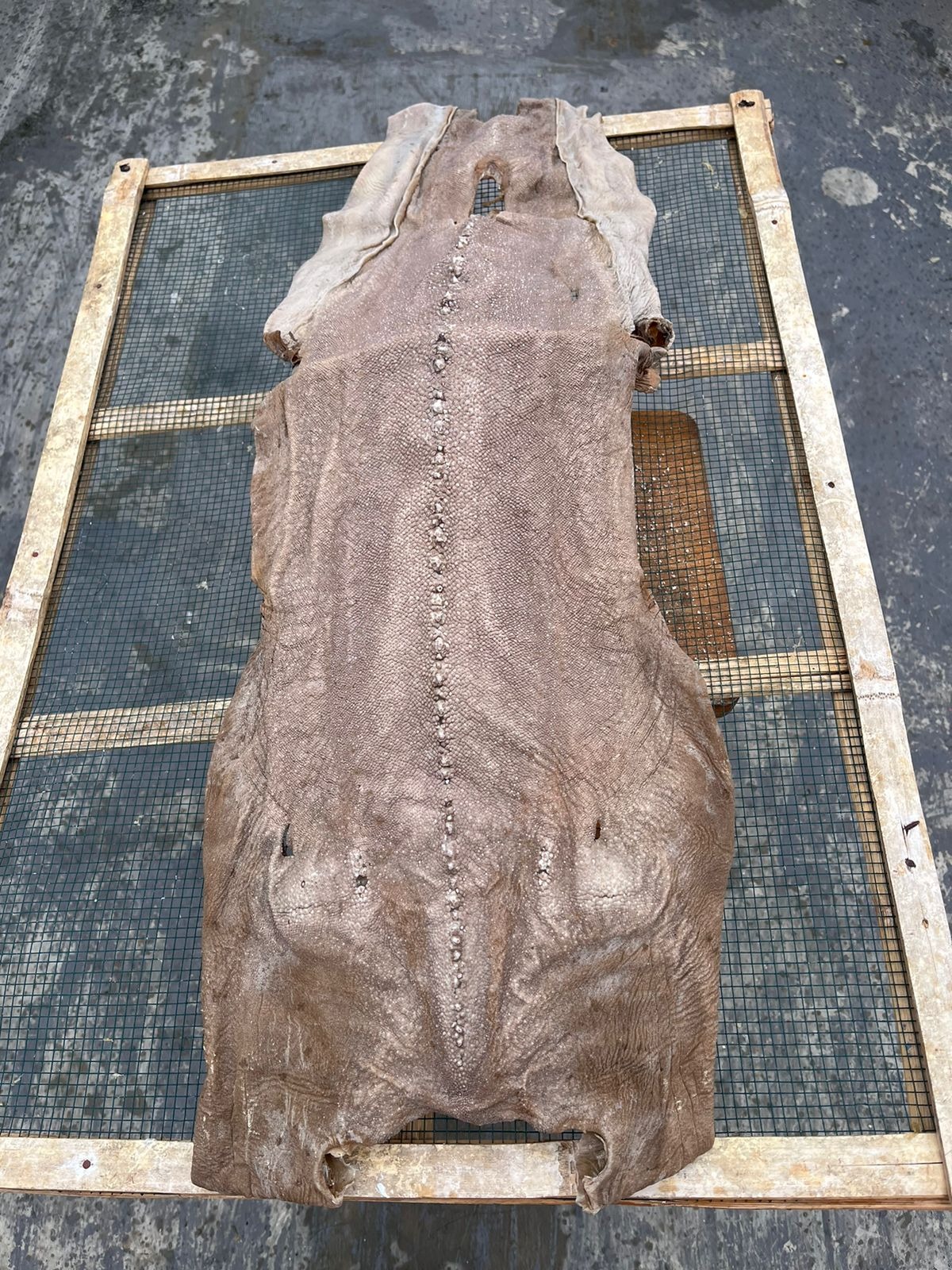 DRIED SHARK SKIN KIKIR