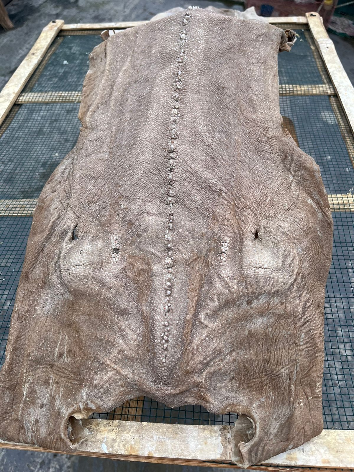 DRIED SHARK SKIN KIKIR