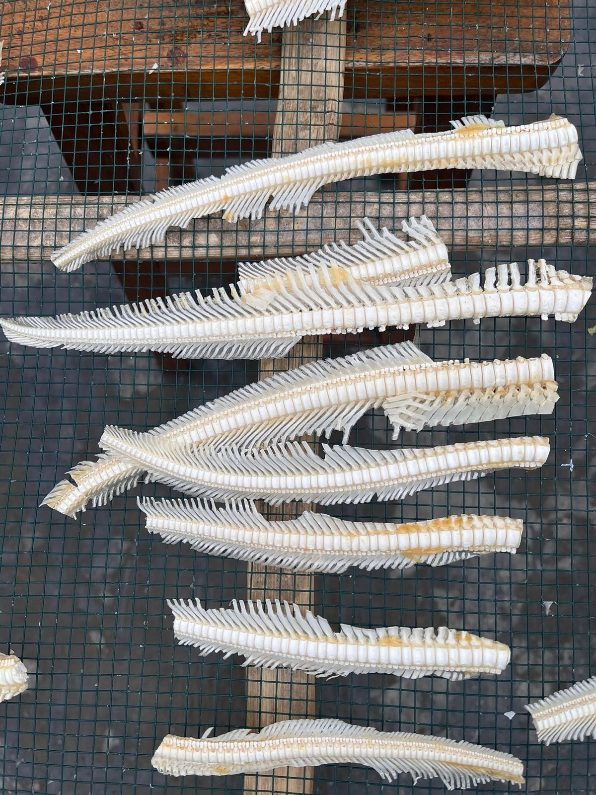 DRIED SHARK BONE TIP