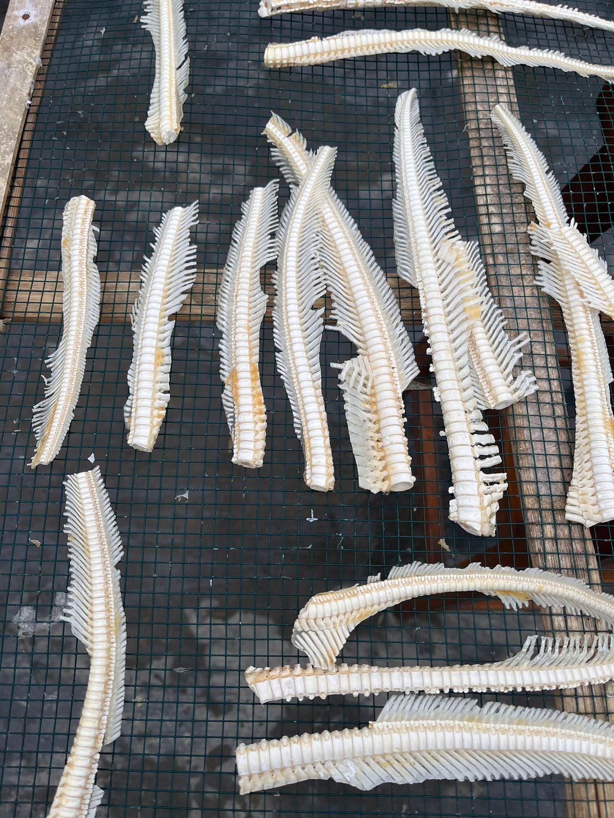 DRIED SHARK BONE TIP