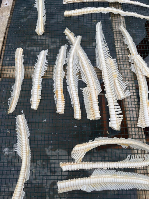DRIED SHARK BONE TIP