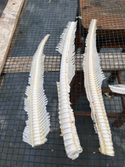 Dried Shark Bone