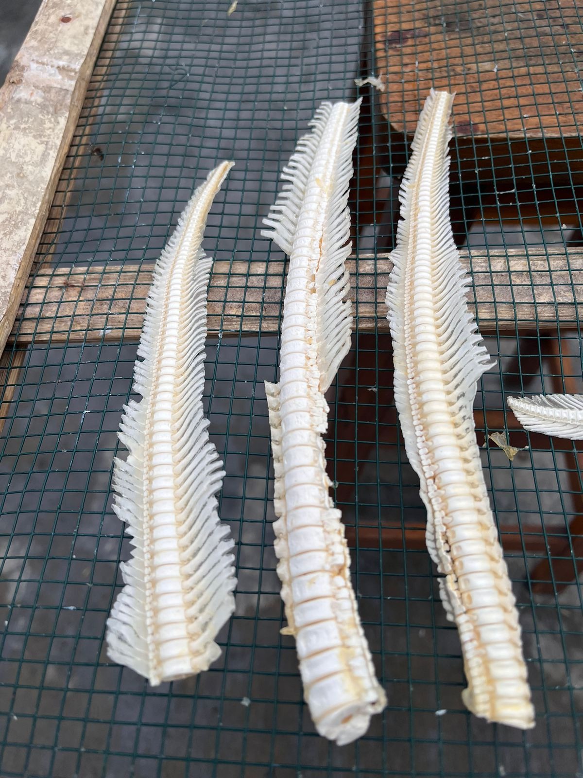 DRIED SHARK BONE TIP