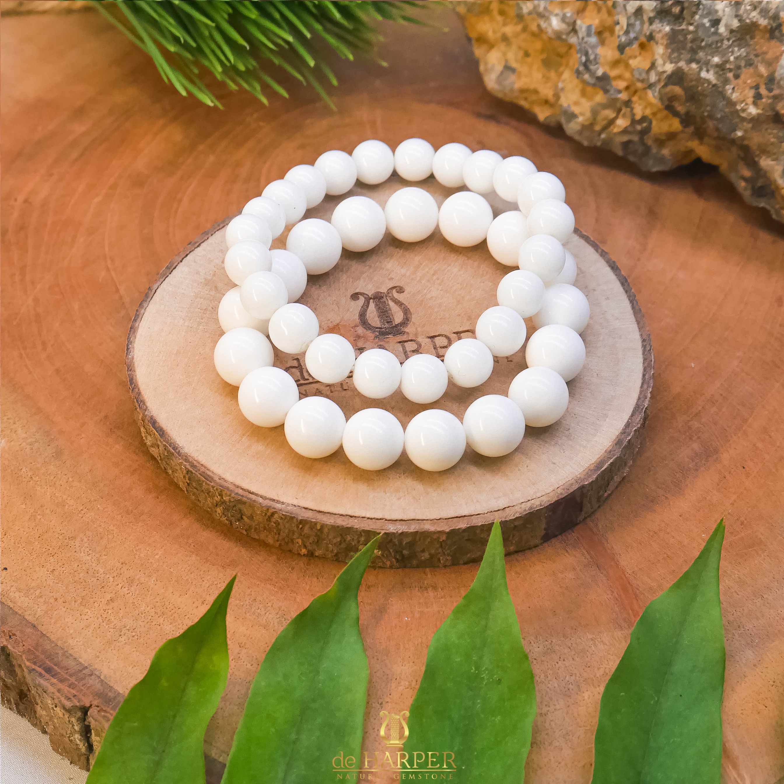 Simply Full : Tridacna