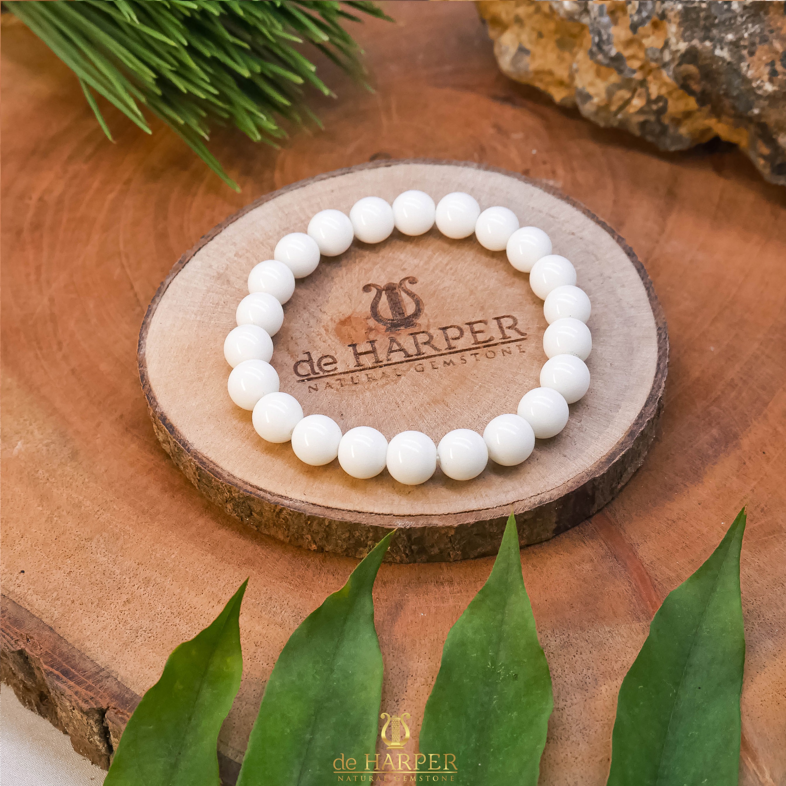 Simply Full : Tridacna