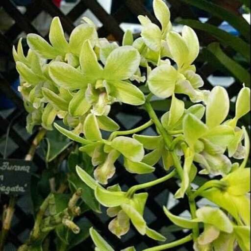 Image of Burana Green Varigata