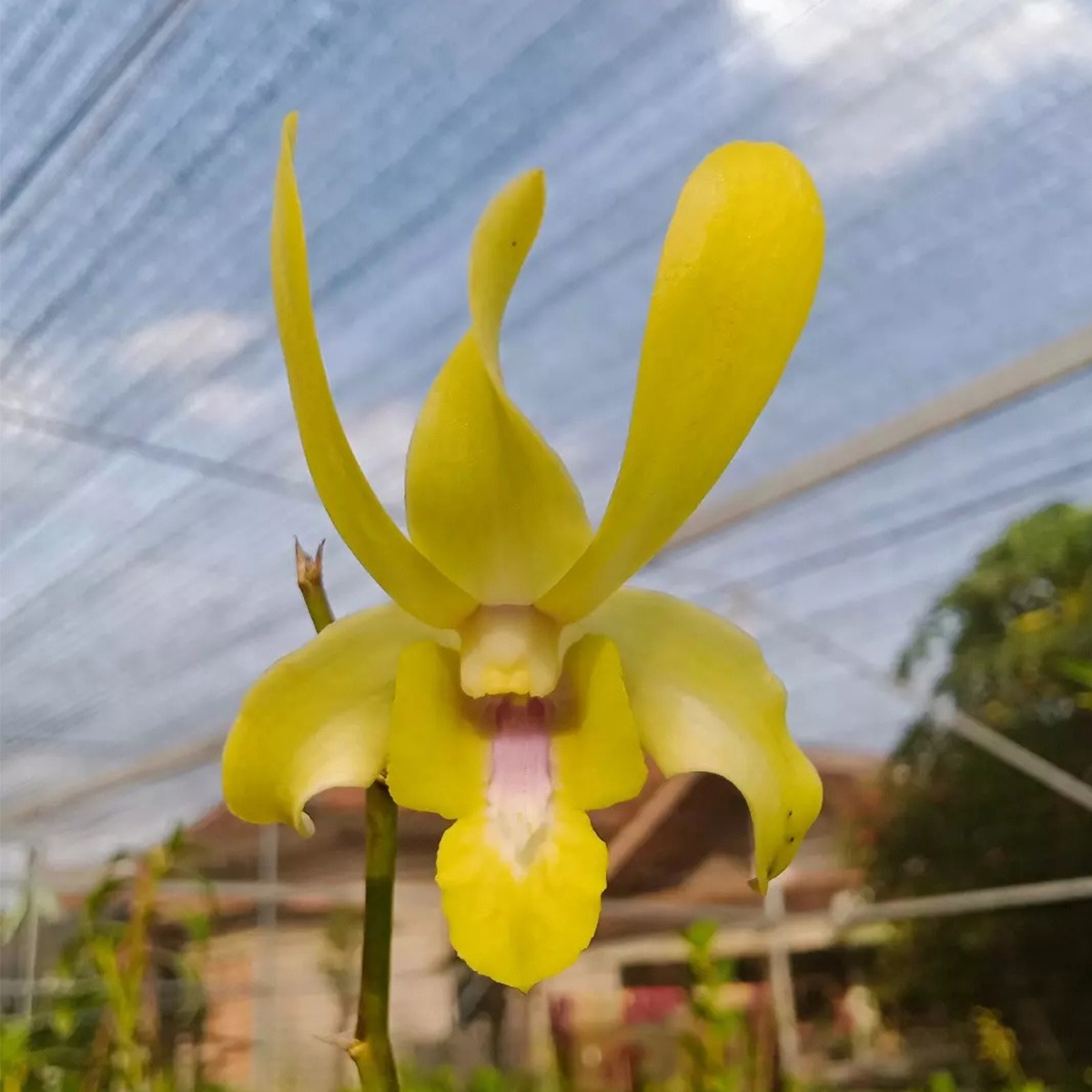 Caesar Yellow