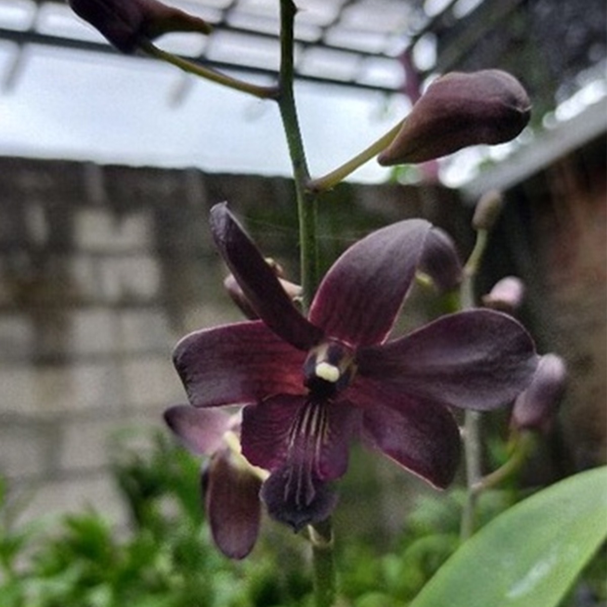 Jenoa