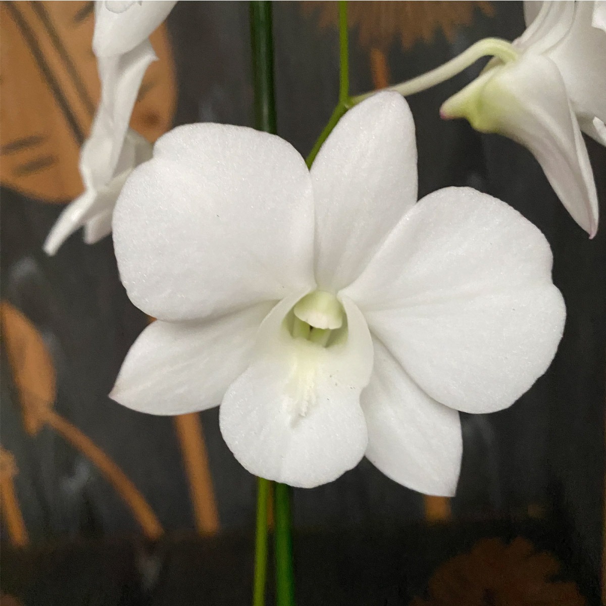 Popper White