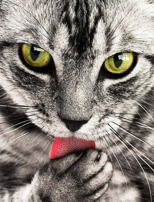 Image of Cat Lovers Photo