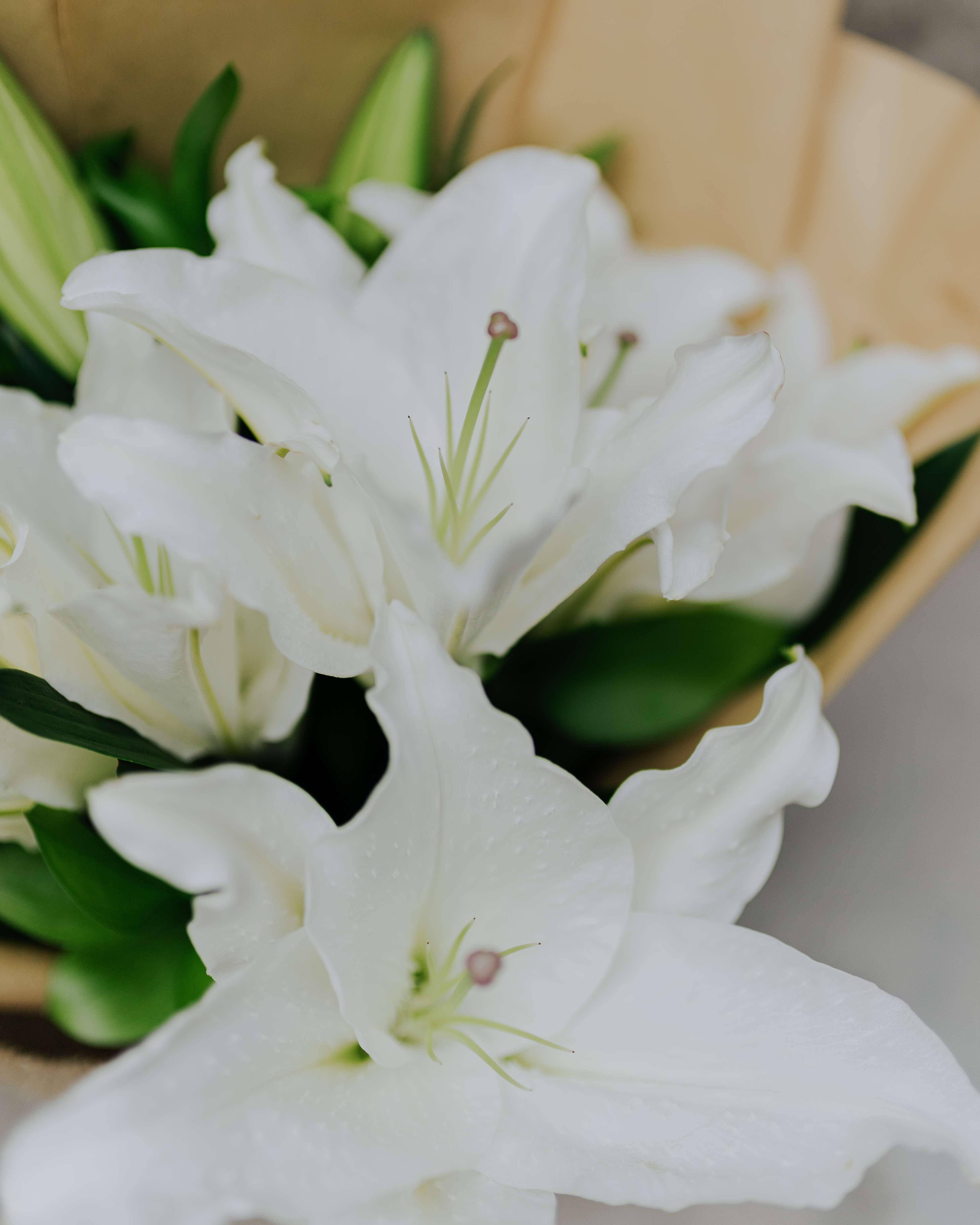Lily Hb Medium White