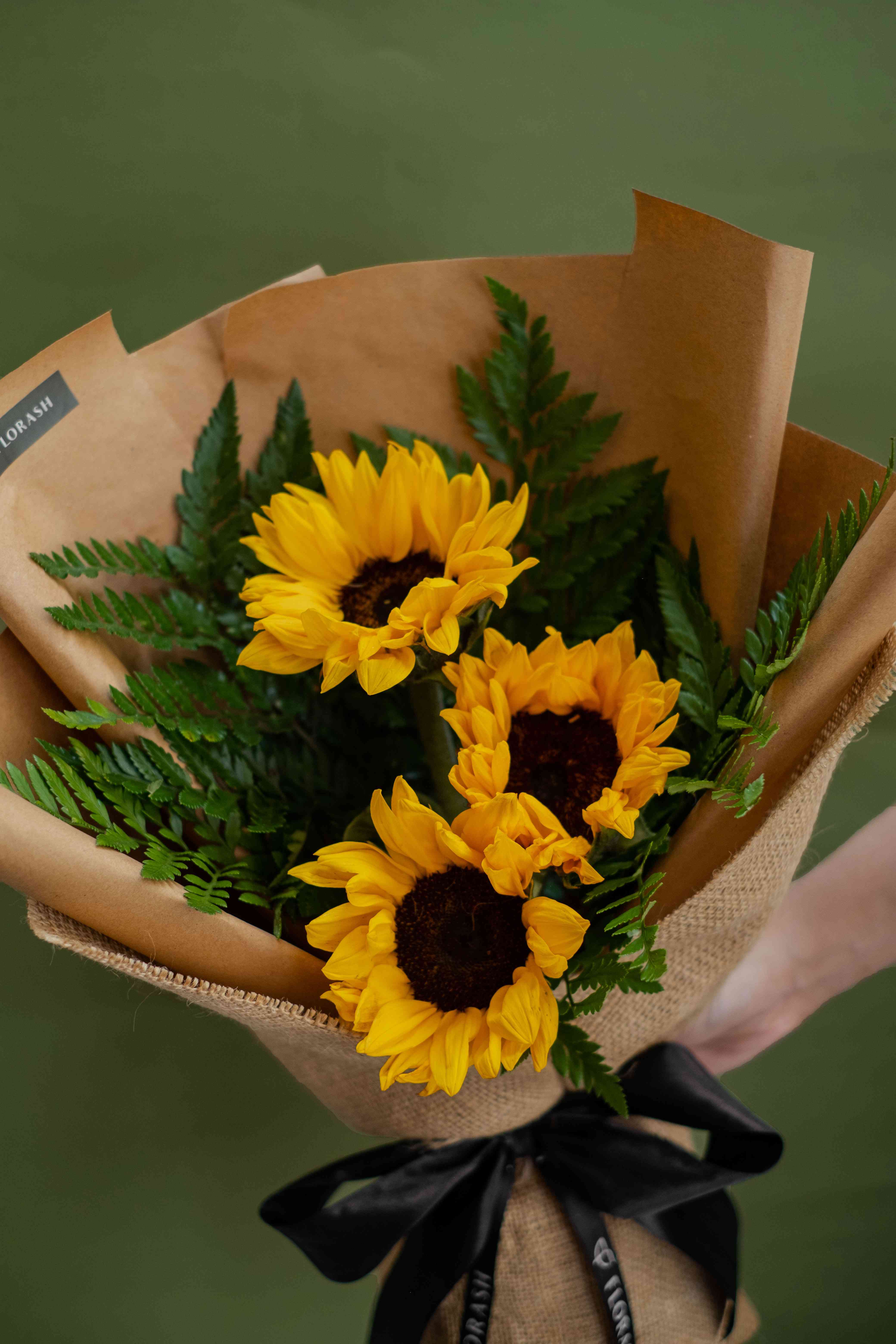 Helianthus HB Medium