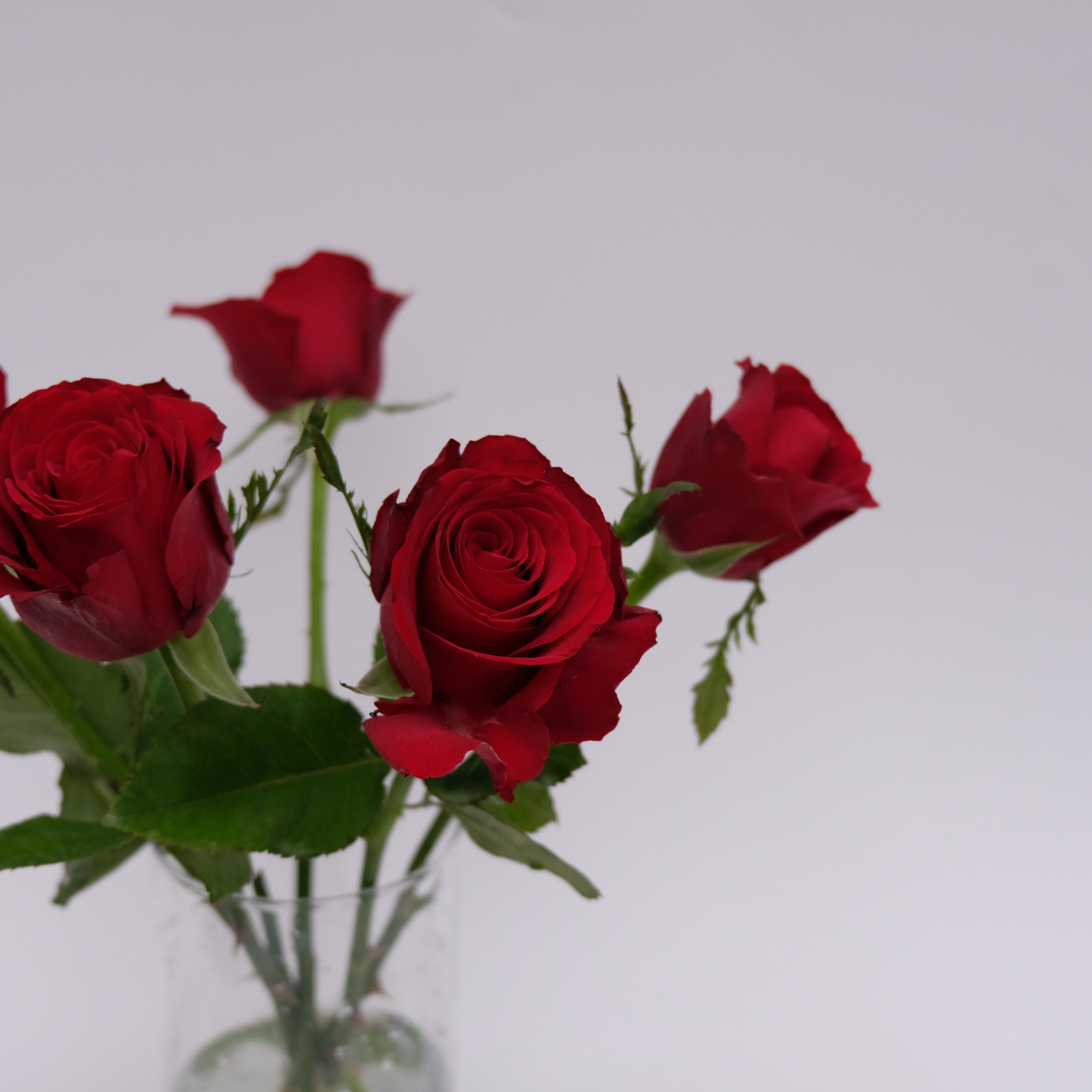 Rose Bunch Red